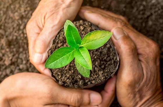 Três pessoas segurando uma muda de planta