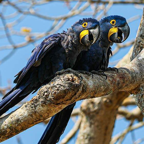 [EN] Duas araras azul em cima de um tronco de árvore