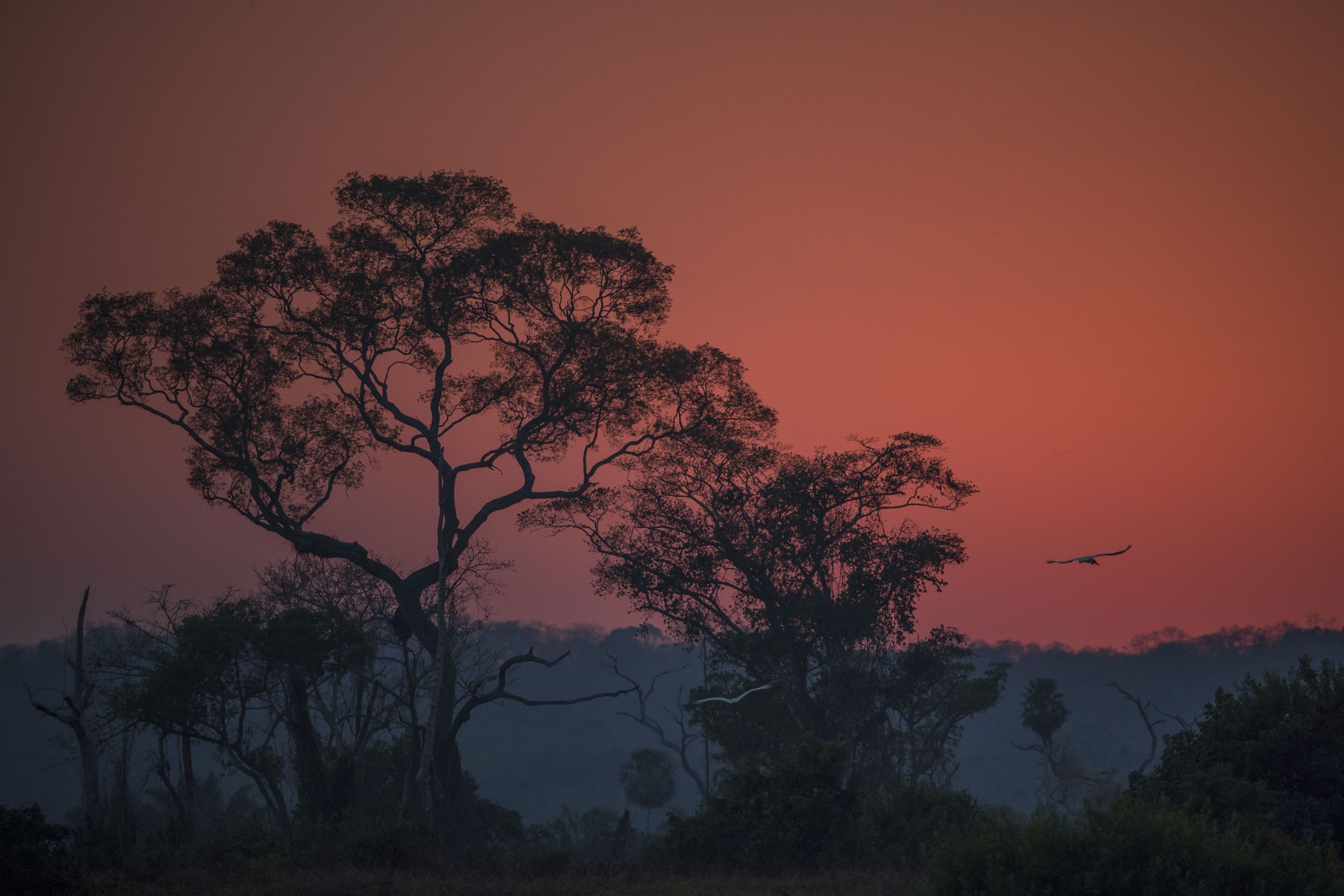 Piúvas no amanhecer às margens do rio Paraguai. Pantanal de Cáceres, Mato Grosso