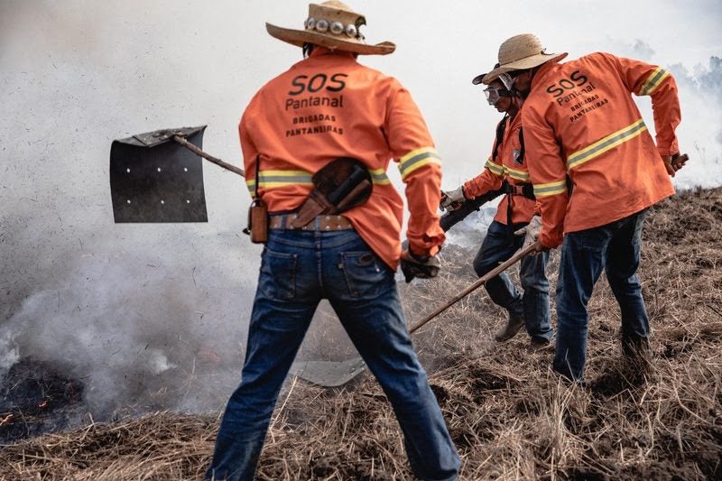 Pantanal vivo: a importância das brigadas locais para a defesa do bioma  